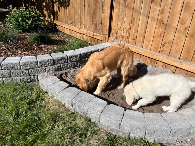 Golden retriever puppies Dotty and Orly dig in a sand pit designed as a dog digging pit