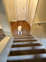 Golden pup Dotty looks up a tall flight of carpeted stairs
