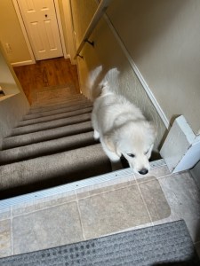 Dotty reaches the top of the stairs