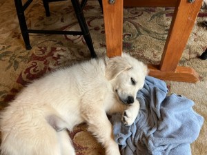 23-pound white golden retriever puppy Dotty uses a blue towel as a pillow for her nap