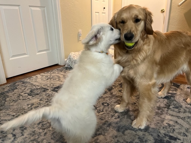 White golden puppy Dotty jumps on big sister Orly, a blond golden retriever 