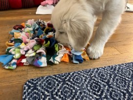 10-week-old white golden puppy sniffs a snuffle mat made of strips of fleece
