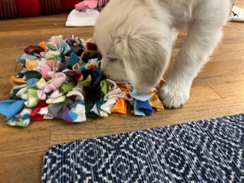 10-week-old white golden puppy sniffs a snuffle mat made of strips of fleece