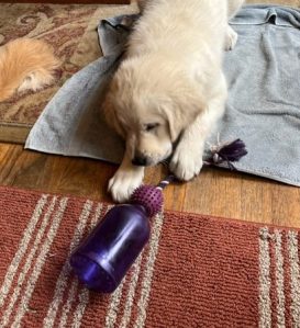 White golden retriever puppy Dotty paws at a purple, bottle shaped toy, trying to get the food out