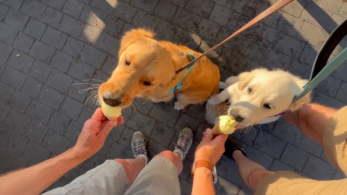 Golden retriever puppies Orly and Dotty eat vanilla ice cream cones