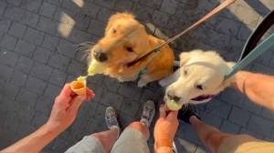 Golden pup Orly removes the entire blob of ice cream from her cone in one bite