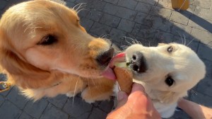Close up of the pups sharing an ice cream cone