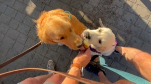 Golden pups Orly and Dotty both lick Dotty's ice cream cone
