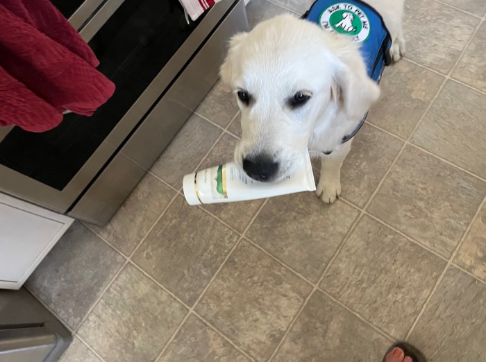 White pup Dotty holds a plastic tube. She's wearing a blue service dog cape.