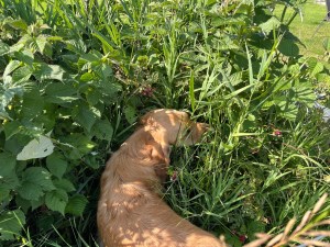Golden pup Orly noses for fresh berries among thick green raspberry canes