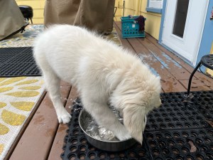 White puppy Dotty splashed with her front paws in a silver water bowl