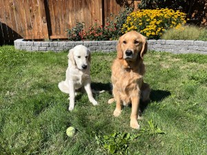 Dotty, left, at 11 weeks and at 21 weeks, sits next to Orly.