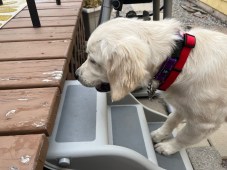 White pup dotty goes up gray plastic steps to a brown deck