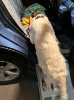 White pup Dotty climbs the plastic steps to enter a blue car