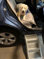 White pup Dotty lies on the car seat, looking out the door, with the gray steps in place to help her out.