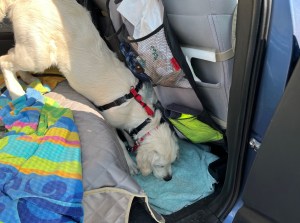 White pup Dotty cautiously steps from the back seat, covered with a colorful towel, to the foot space, where a light green towel and a treat wait