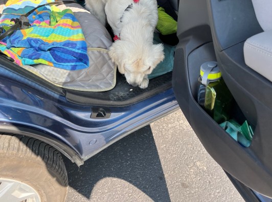 White puppy Dotty climbs out of a blue car. There is a colorful towel on the seat and a green towel on the floor. 
