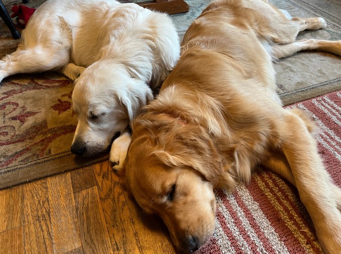 White pup Dotty and blonde Orly, both golden retrievers, snuggle on a wood floor