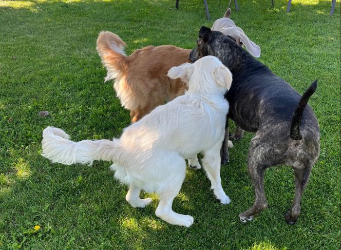 4 large dogs wag their tails and put their heads together as they play