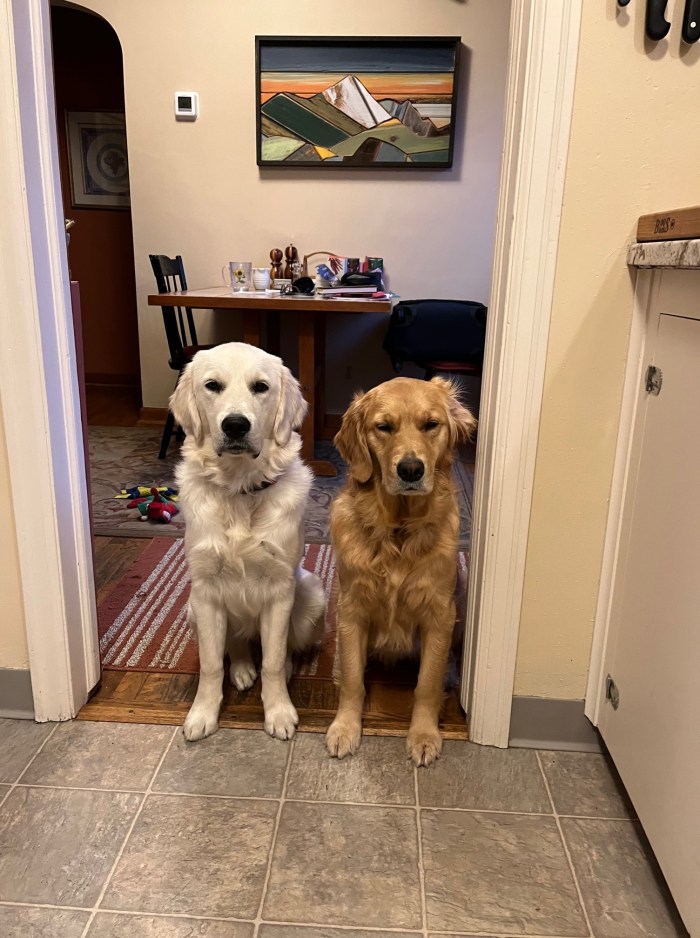 7-month old Dotty, a white golden retriever, sits next to 2-year-old Orly, a much smaller blonde golden
