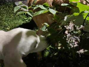 White golden retriever Dotty pokes her nose into deep green raspberry leaves