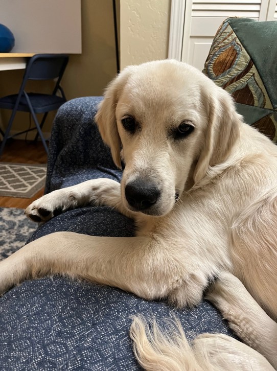 White golden retriever puppy Dotty lies on a blue sofa and looks straight at the camera