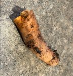 Finger-sized muddy partial carrot