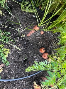 Carrots partially pulled from the dirt and dug up dirt