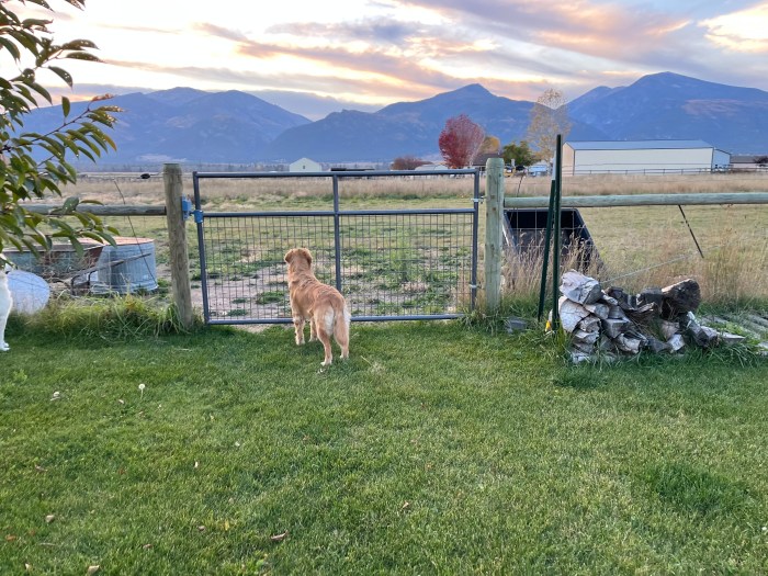 Golden retriever Orly stands at a wire mesh gate, watching the sun set behind purple mountains