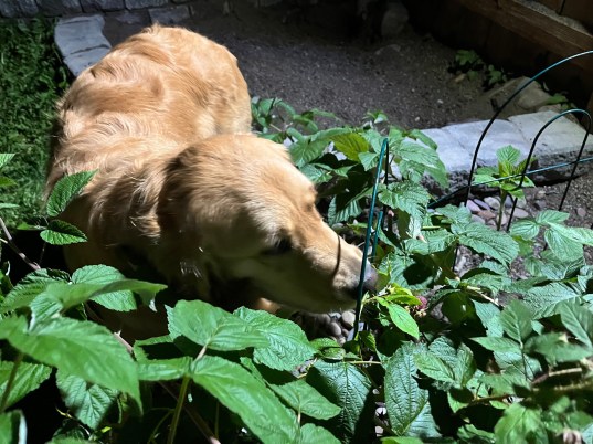 Golden retriever Orly noses among bright green raspberry leaves, sniffing out berries