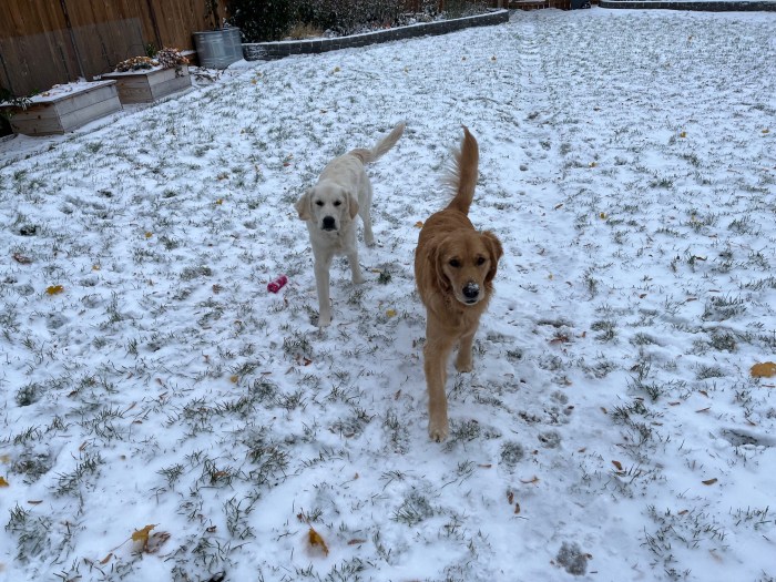 Young golden retrievers Orly and Dotty stand on grass covered with a light coat of snow