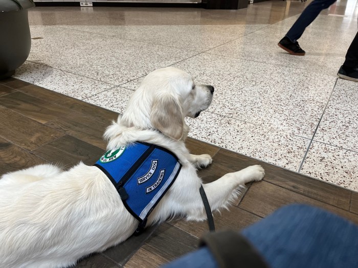 Dotty, a 7-month-old white golden retriever, watches passersby, wearing a blue service dog-in-training vest