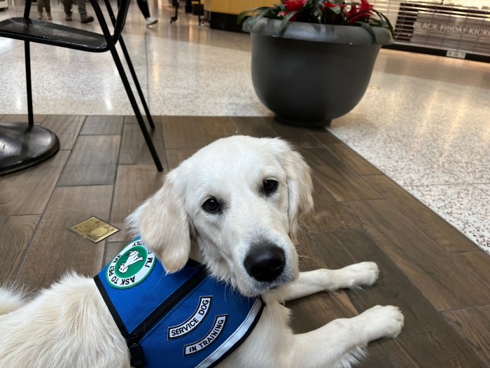 Dotty, a 7-month-old white golden retriever, wears a blue service dog-in-training vest