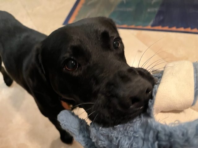 Black Lab Hildy holds a blue stuffed toy