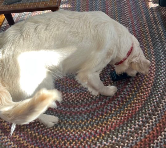Dotty, an 8-month-old white golden retriever, picks up a cellphone case from a multicolored rug