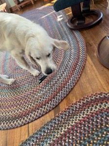 8-month-old Dotty, a white golden retriever, carries a cellphone case. Her left ear flies out to the side as she turns.