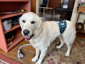 Dotty, a white golden retriever, wears a blue belly band with small turtles on it. She's yawning