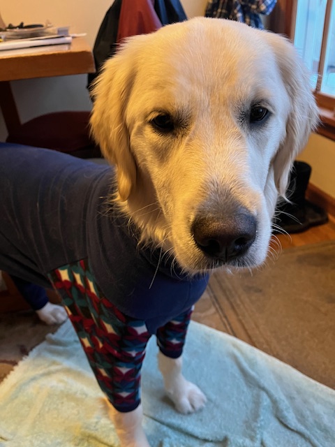 White golden retriever pup Dotty wears a navy blue fleece with red-patterned sleeves