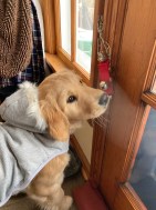 4-month-old golden puppy Orly, wearing a gray coat, touches a bell next to a wooden door