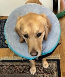 Golden retriever Orly models a gray and teal donut-shaped collar 