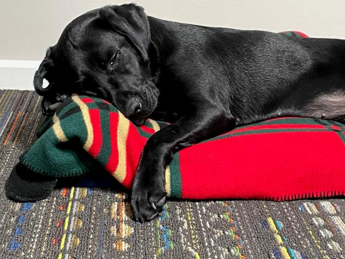 Black Lab Hildy lies on a red pillow with her front paws cuddling the pillow