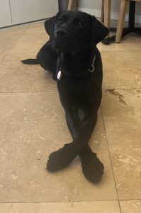 Black Lab Hildy stretches out on a tan floor with her front paws crossed.