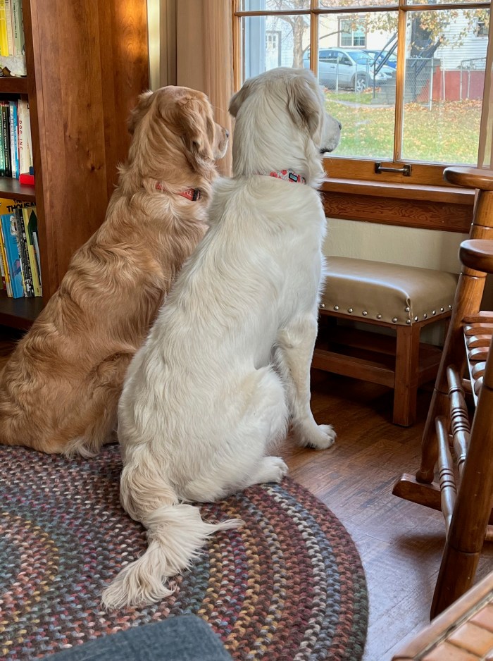 Golden retrievers Dotty (white) and Orly (gold) look out a large wood-framed window.