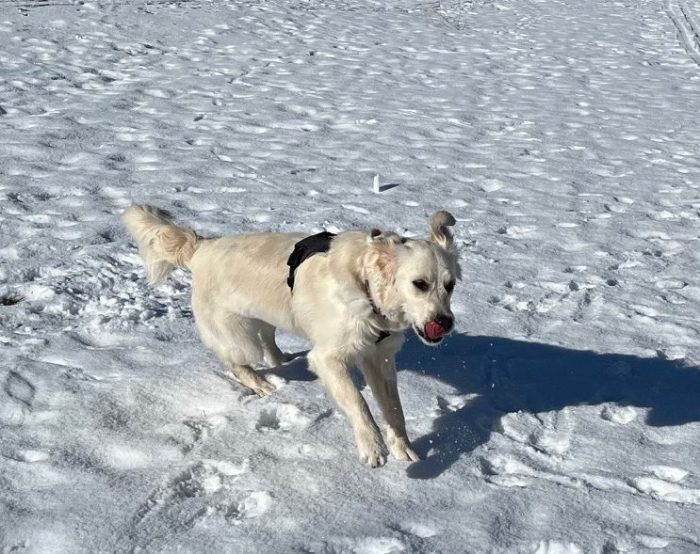 White golden retriever Dotty leaps on a snowy field, her ears flying