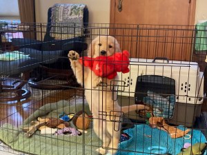 10-week-old golden pup Orly stands up in her ex pen to protest. she's holding a red toy.