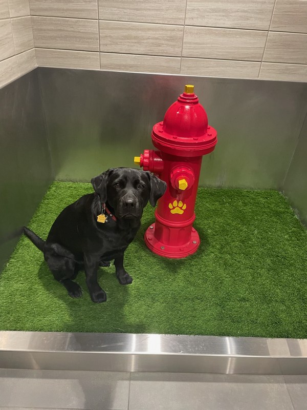 Black Lab Hildy sits on green fake grass next to a red plastic fire hydrant