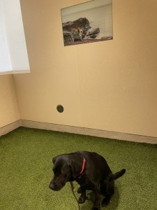 A faded print of a Lassie photo adorns the SARA at Minneapolis-St Paul airport
