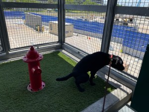 Black Lab Hildy peers out through the wire mesh enclosing Tampa airport's relief area. Red fire hydrant is visible behind Hildy.