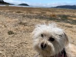 Little Bella, a fuzzy white dog, stands on dry brown grass with water and puffy clouds in the distance