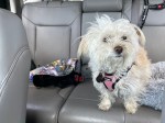 Small white dog Bella, seatbelted in, sits on a grey car seat